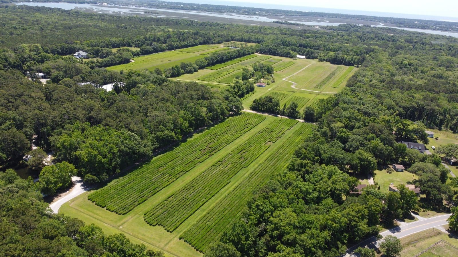Charleston Tea Garden, Wadmalaw Island